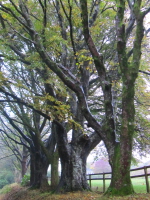AutumnDrive